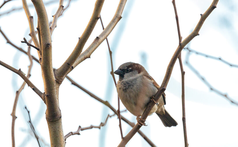 Jan 09 – Bird on branch
