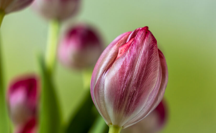 Jan 21 – Tulips