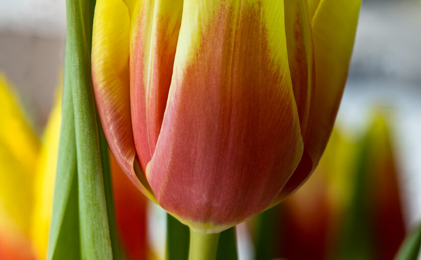 Jan 26 – Yellow and red