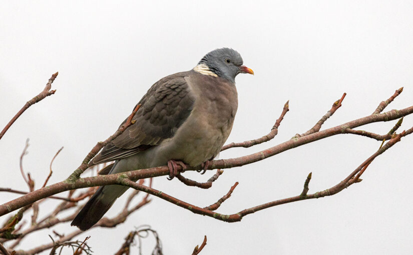 Jan 29 – Pigeon
