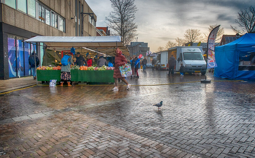 Feb 11 – A pigeon at the market