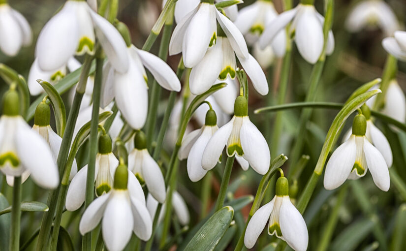 Feb 13 – Snowdrops