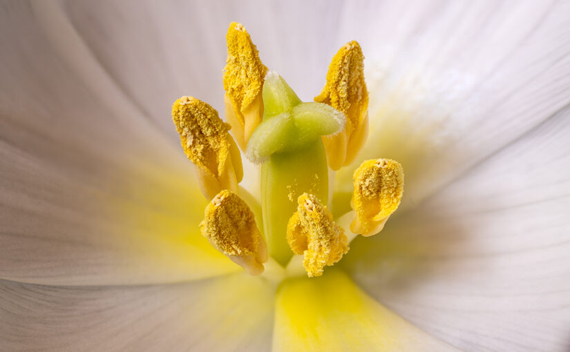 Feb 19 – Pollen