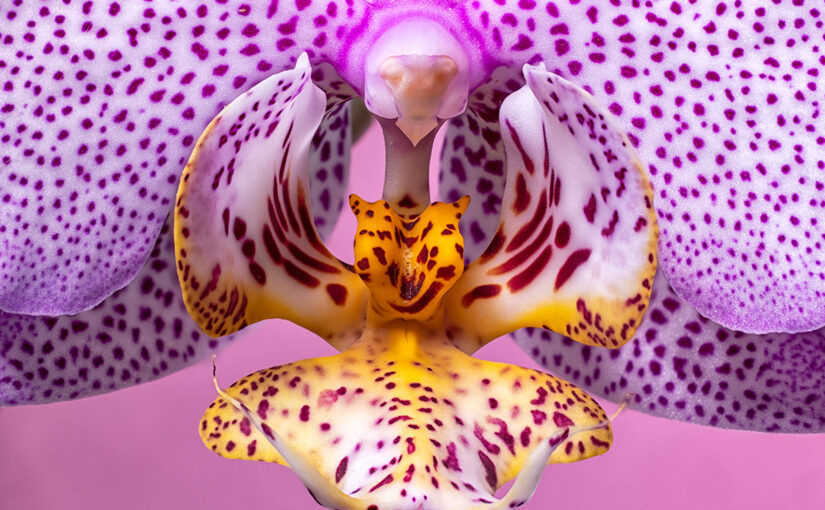 Feb 20 – Dotted