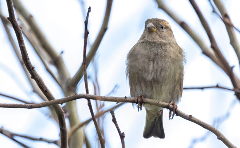 A sparrow in my hedge