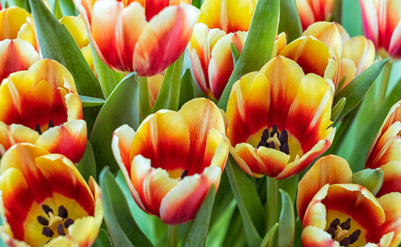 Mar 02 – Spring feeling