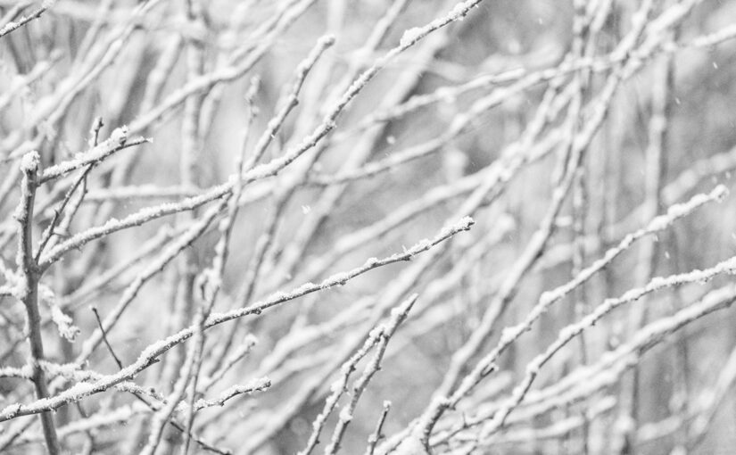 Mar 10 – Branches