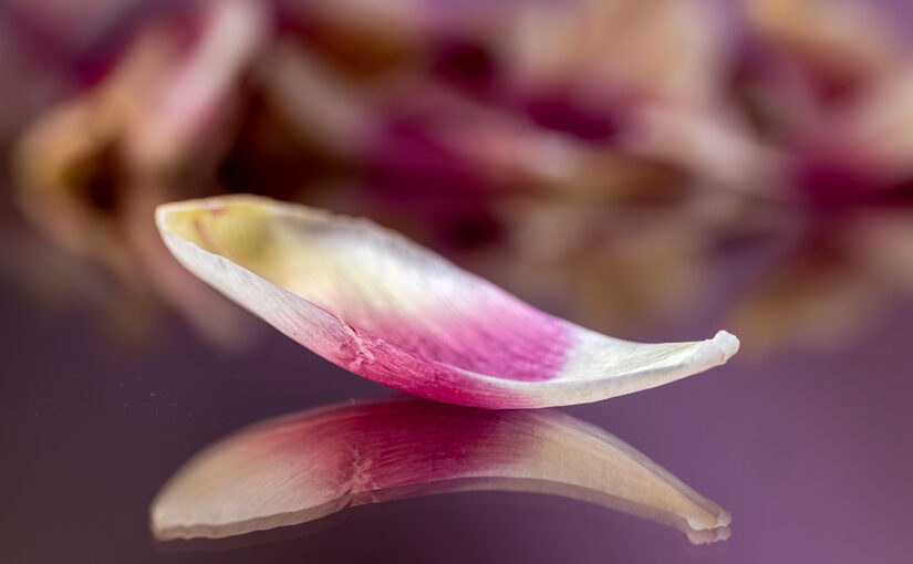 Mar 12 – Petal