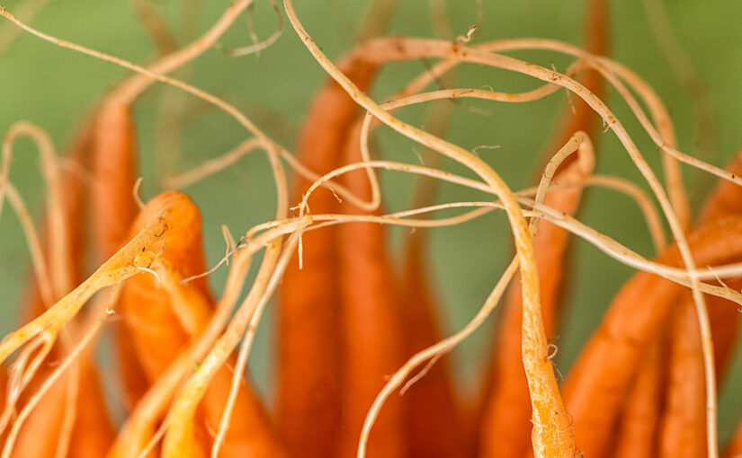 Mar 17 – Roots