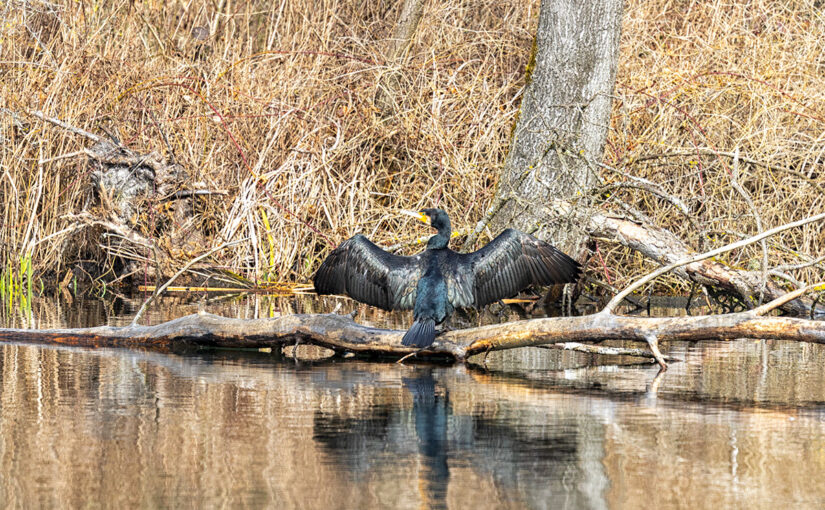 Mar 26 – Spread wings