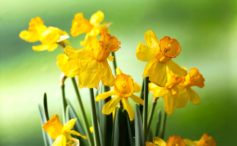 Apr 01 – Blooming