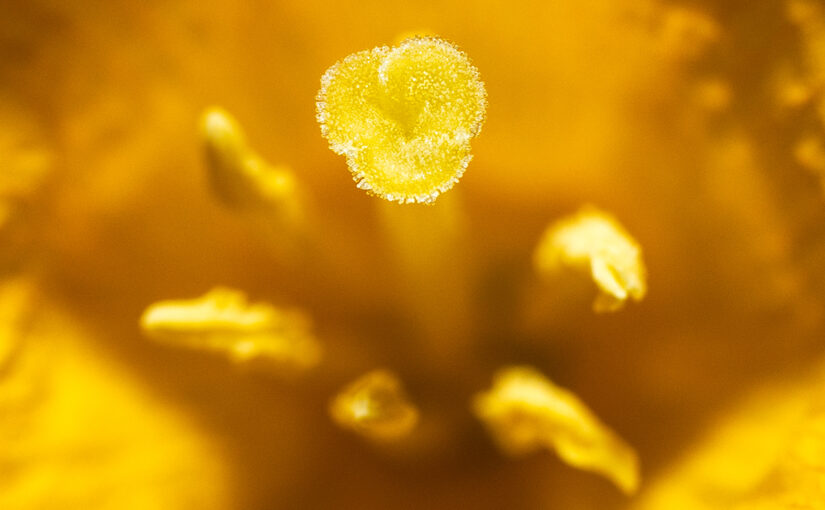Apr 02 – Yellow