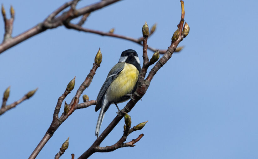 A great tit in the top of a tree near my garden.