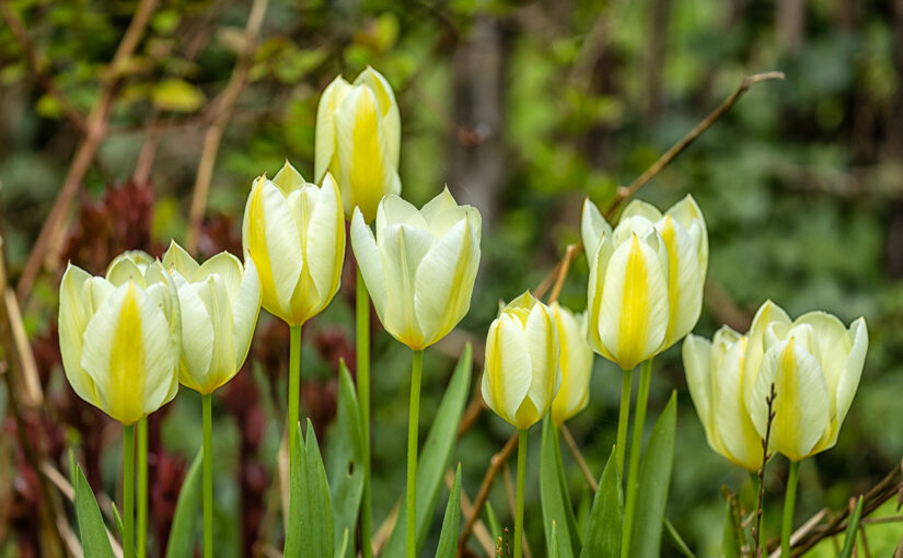 Apr 09 – Tulips