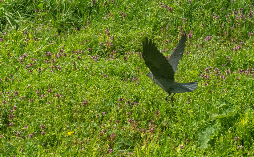 Apr 13 – Flying away