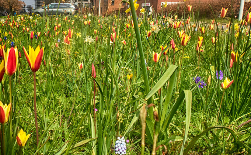Apr 17 – Along the road