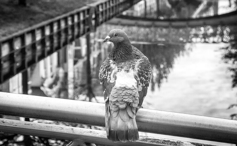 Apr 22 – On a bridge