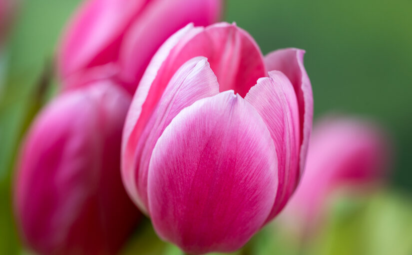 Apr 30 – Pink
