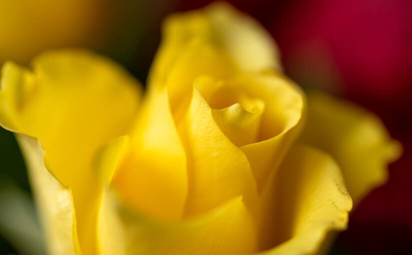 May 02 – Yellow rose