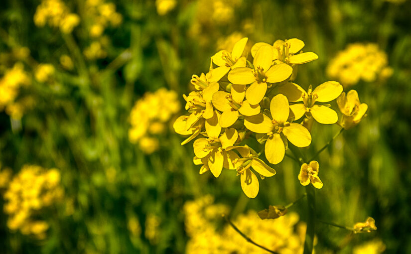 May 03 – Rapeseed