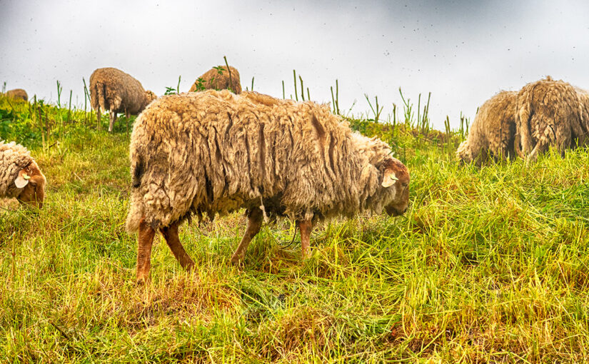 May 08 – Sheep on the hill