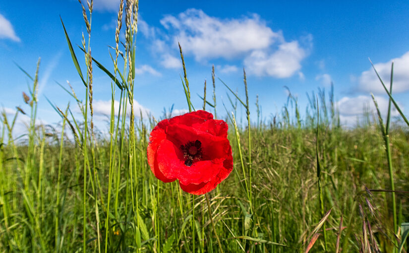 May 24 – Poppy