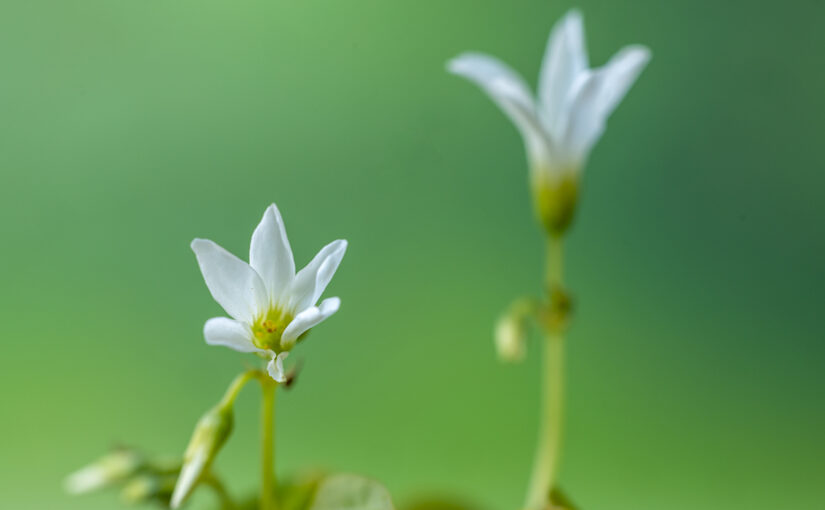 May 25 – Flower