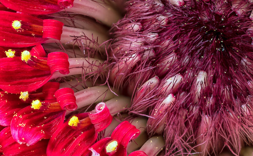 Oct 03 – Hairy
