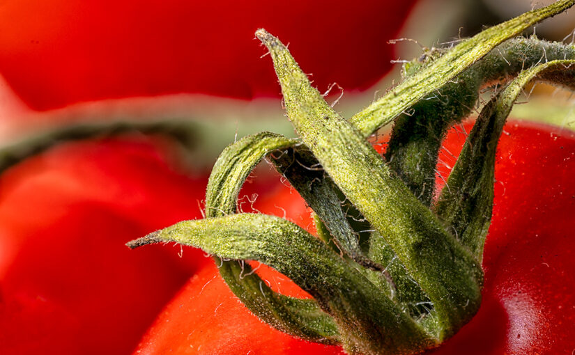 Oct 04 – Hairy II