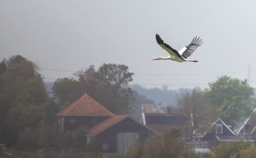 Oct 11 – Flying away
