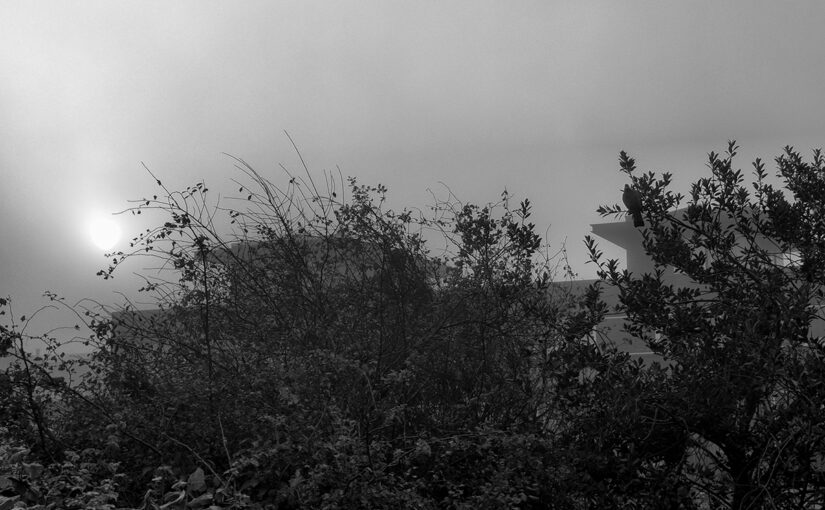 Oct 23 – The sun and the pigeon