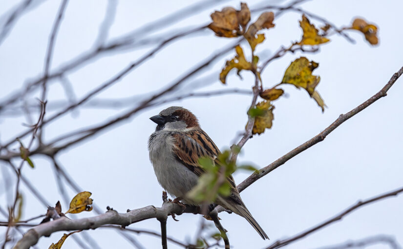 Nov 14 – On a branch