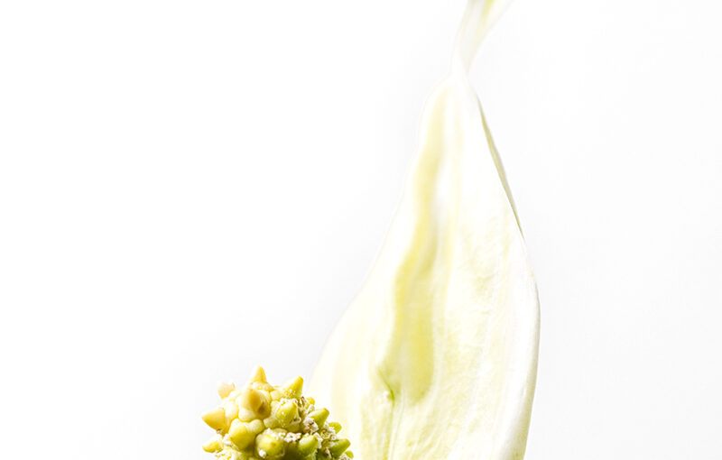 Nov 17 – White