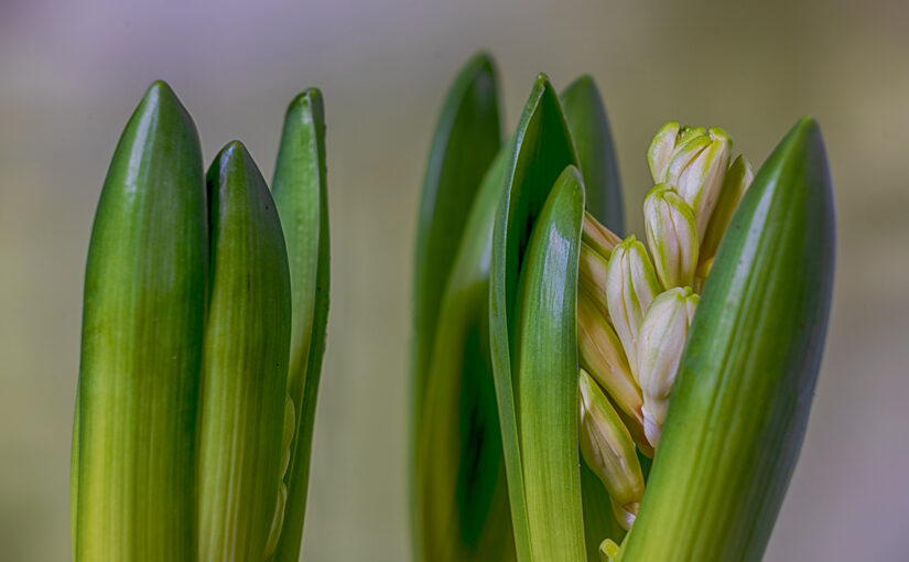 Nov 21 – Hyacinths II