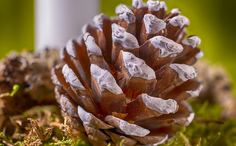 Dec 13 – Pine cone