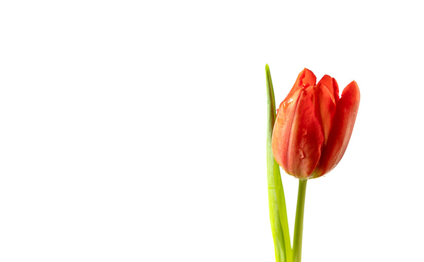 Dec 19 – Tulip