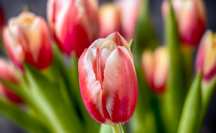 Jan 03 – Spring feeling