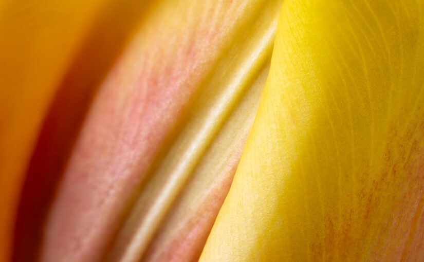 A (fresh) tulip detail