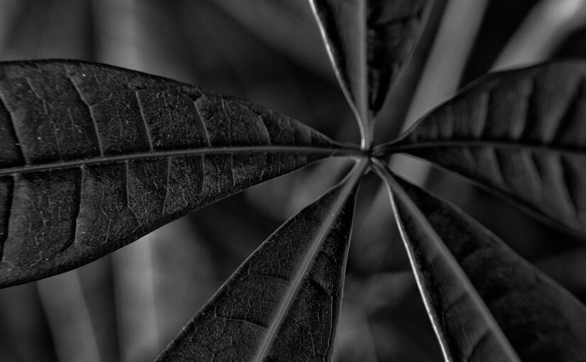 Jan 23 – Plant