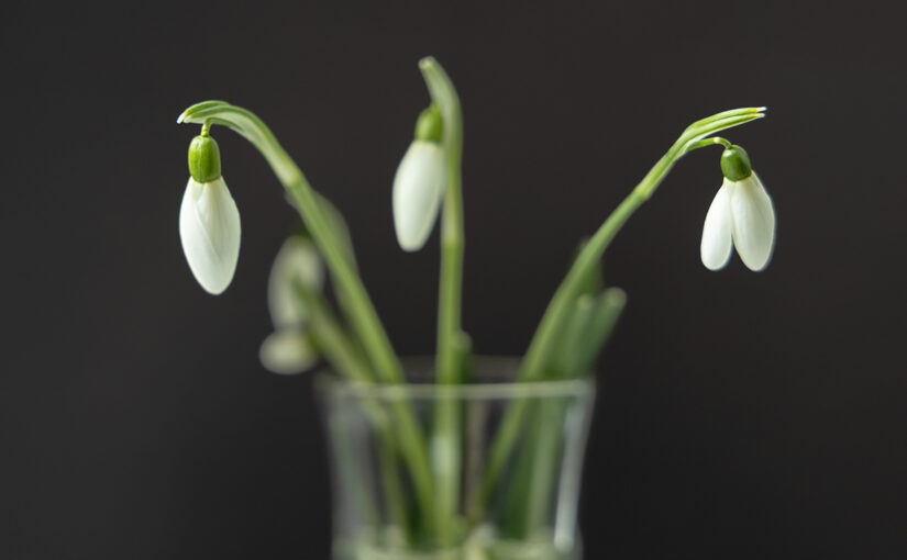 Jan 31 – Snowdrops