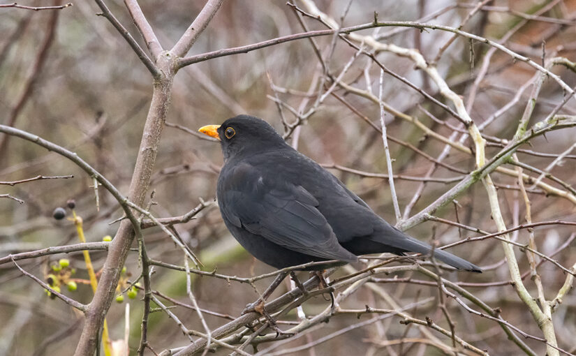 A blackbird in my hedge