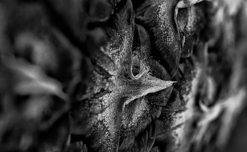 Feb 06 – Fruit