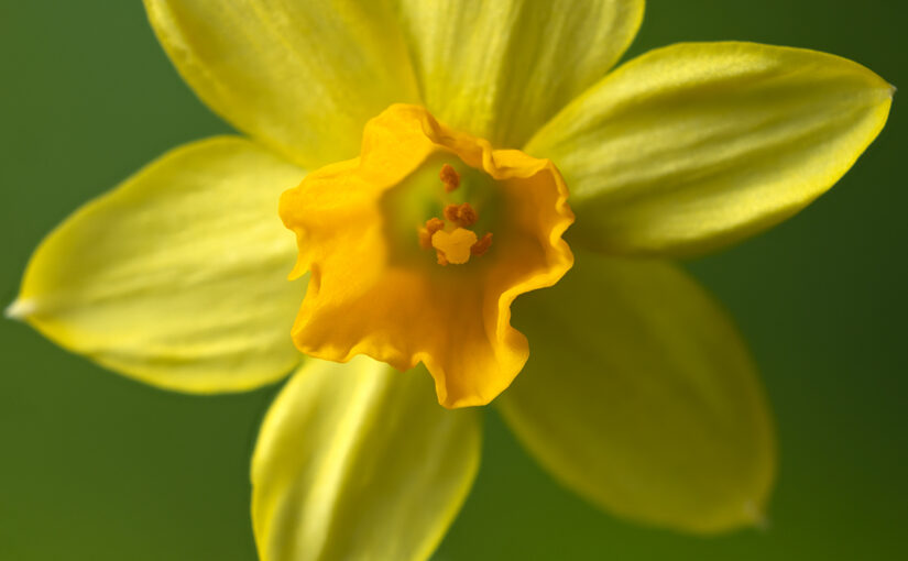 Feb 08 – Yellow