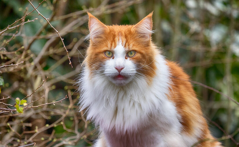 Feb 10 – Cat