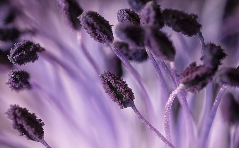 Feb 24 – Purple