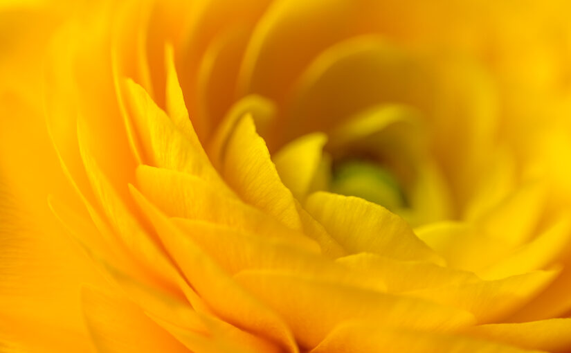 The last blooming flower of a sad looking bouquet.