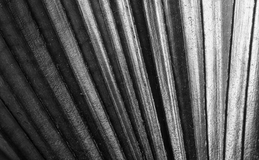 Mar 11 – Fan