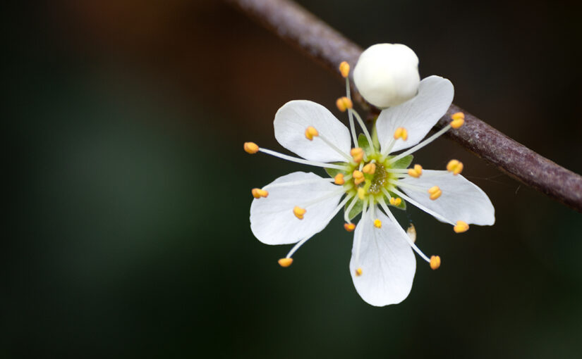 Mar 17 – Small