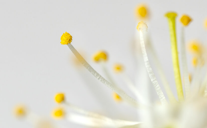 Mar 21 – Blossom