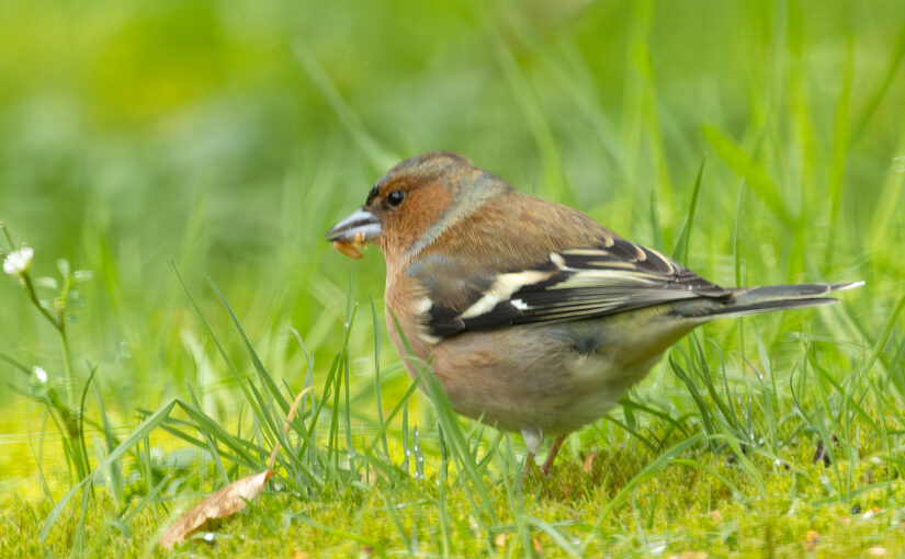Mar 23 – Birdie